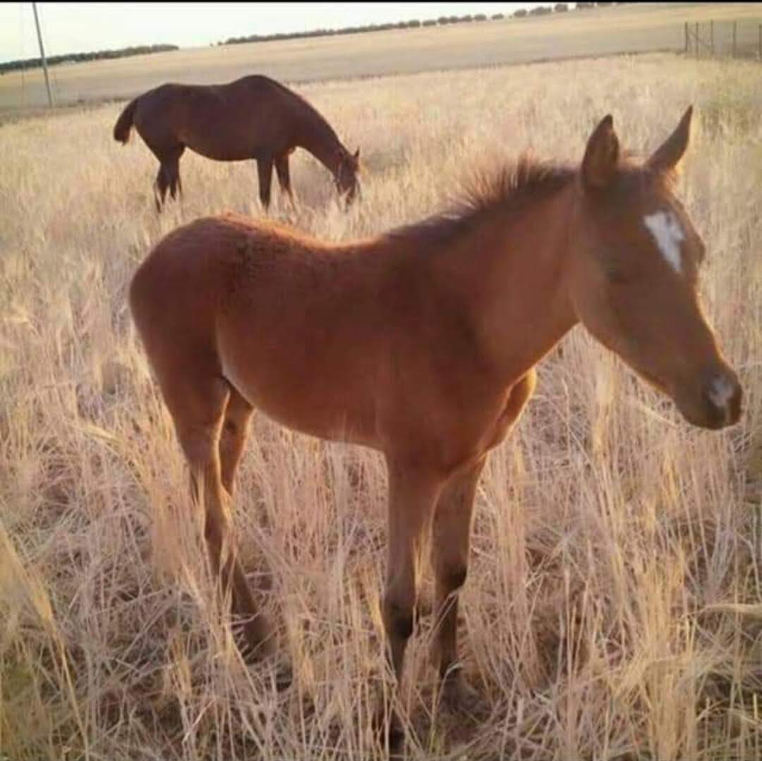 A group of young Arabian horses.