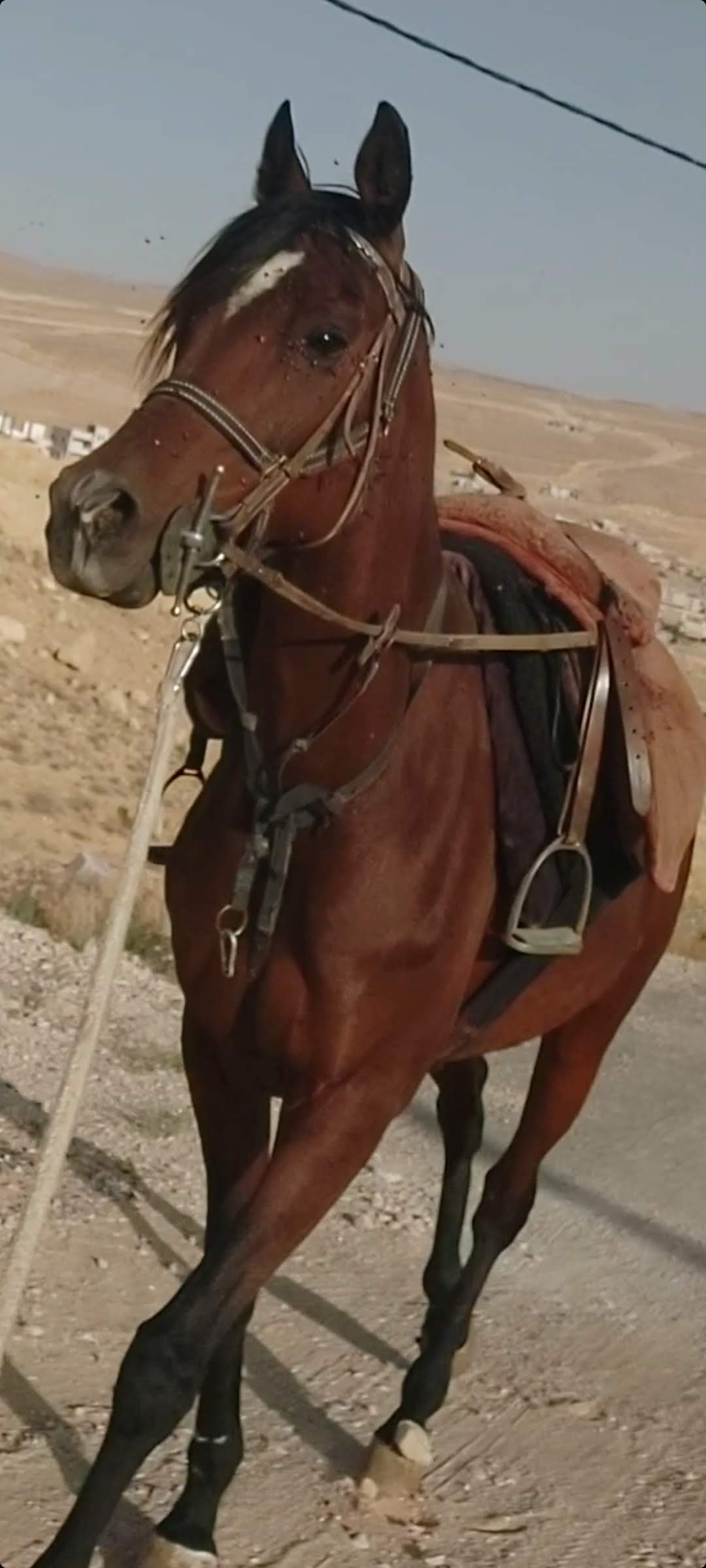 A proud Arabian horse.