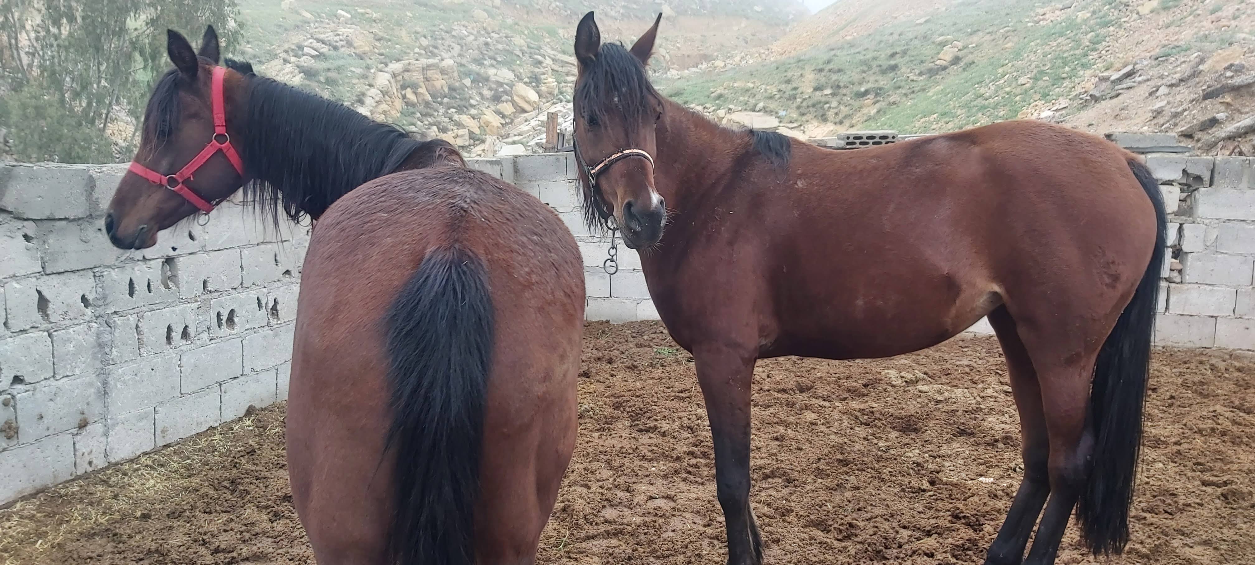 Arabian horses resting in the stables at Desert Wolf Horse Riding