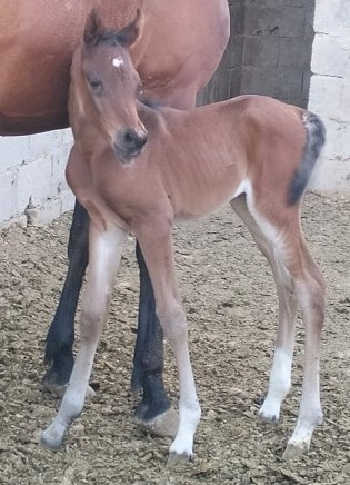 image from Hello to Our Newborn Foal!